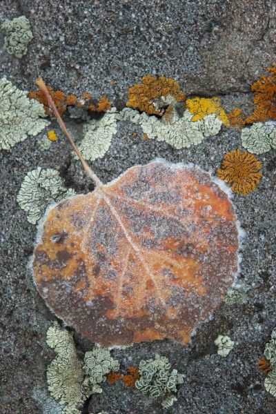 Colorado, Uncompahgre NF Rindrops on aspen leaf